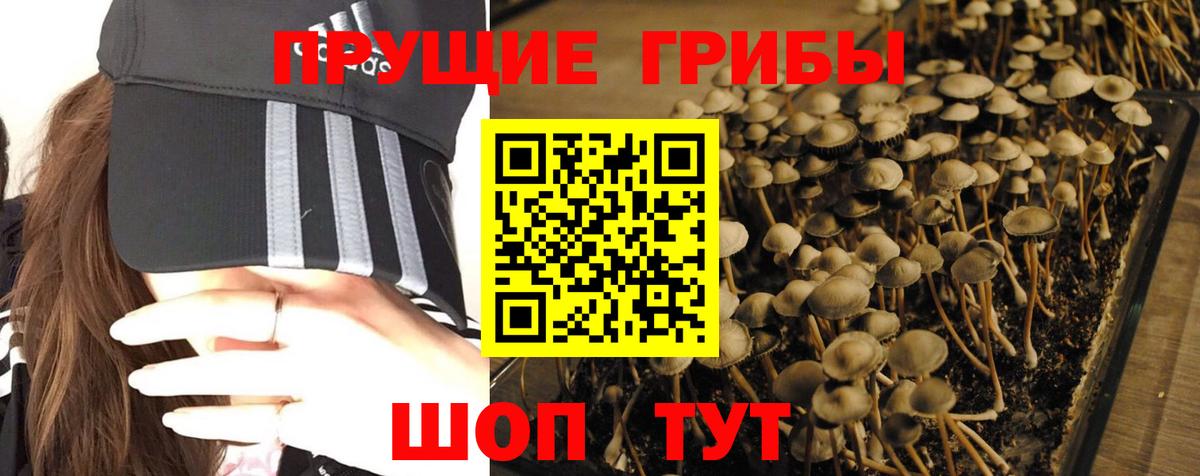 сколько стоит  Галлюциногенные грибы прущие грибы  Псилоцибиновые грибы ЛСД  Вход с VPN  Зеленогорск 